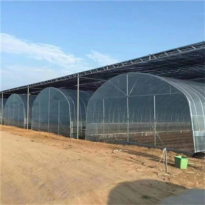 Single Span växthus